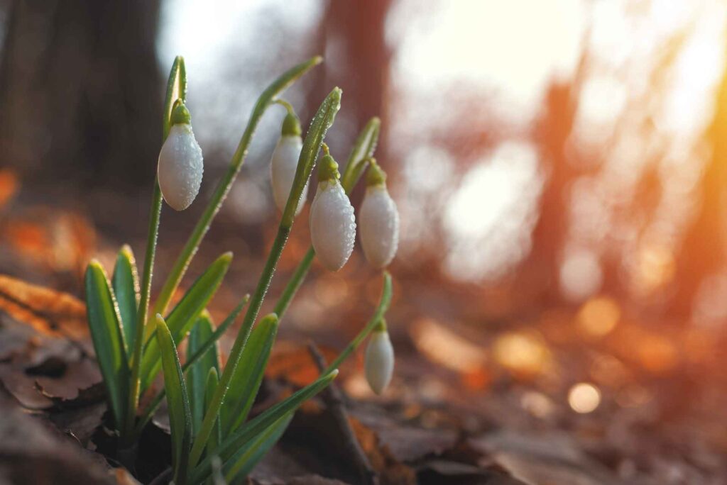 Snowdrop Month. Green blooms of the snowdrop starting to emerge
