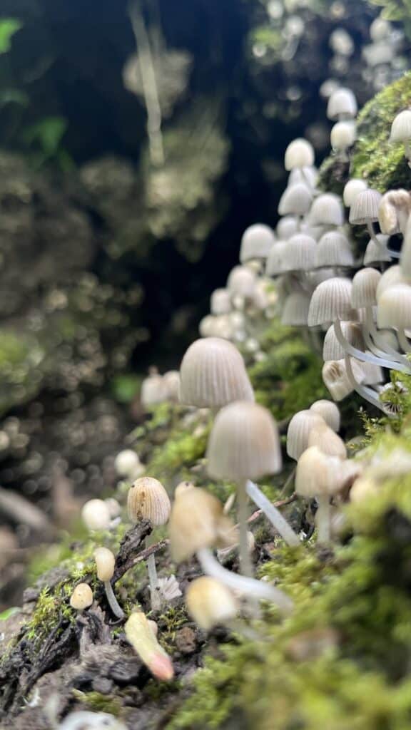 Mushrooms growing on a tree at The Woodford Dolmen Hotel