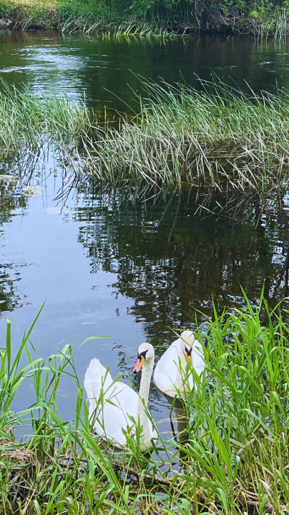 Two resident swans that live in the River Barrow at the Woodford Island